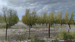 daños en frutales de la piedra