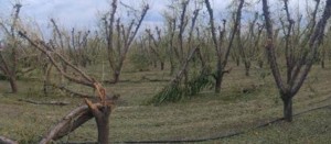 granizada daño en duraznos